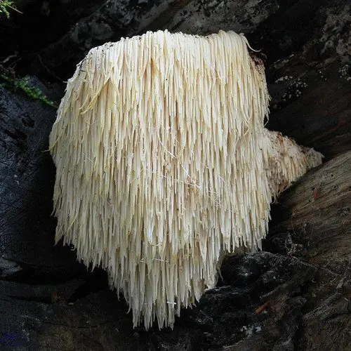 Shaggy white lion's mane mushroom on log