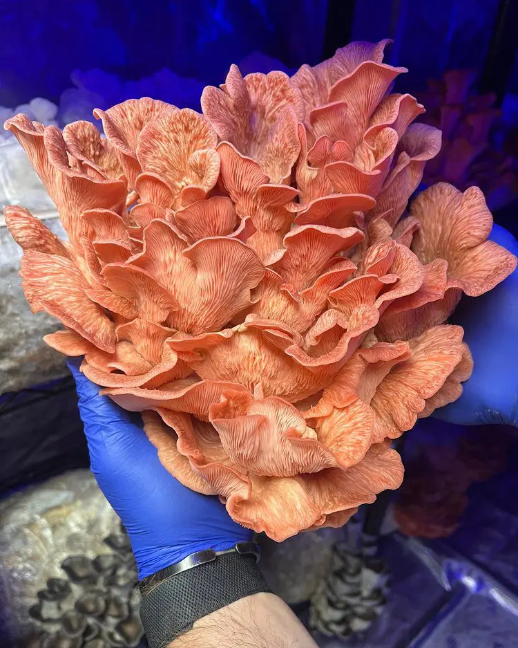 Gloved hand holding vibrant pink oyster mushroom