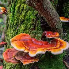Orange shelf mushrooms on mossy tree trunk