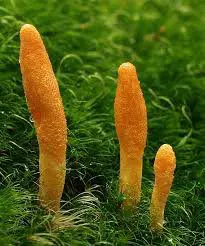 Three orange club fungi on green moss