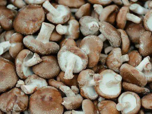 Close-up pile of fresh shiitake mushrooms