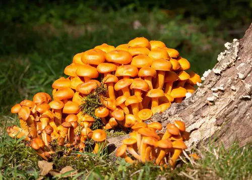 Golden orange mushroom cluster at tree base
