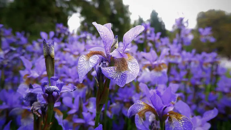 Close-up of purple iris in flower field