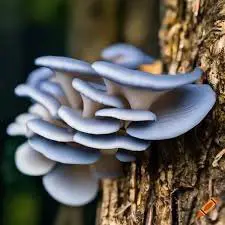 Cluster of bluish oyster mushrooms on tree