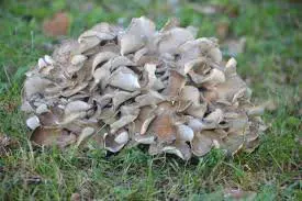 Cluster of beige wild mushrooms on grass