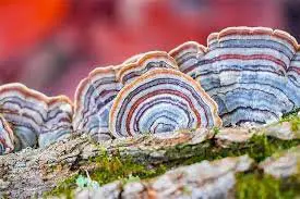 Colorful concentric bracket fungi on mossy log