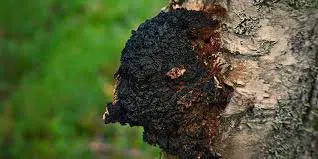 Dark, crusty fungus on birch tree trunk