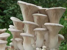 Cluster of king oyster mushrooms