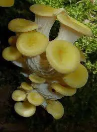 Yellow mushroom cluster on moss-covered log