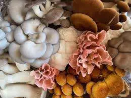 Colorful assortment of fresh gourmet mushrooms
