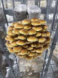 Tight cluster of golden-brown mushrooms