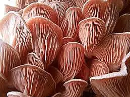 Pink oyster mushroom cluster with prominent gills
